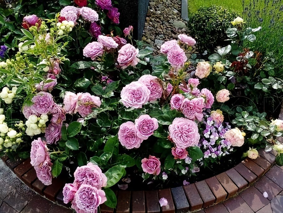 Розы Тантау Lavender Ice