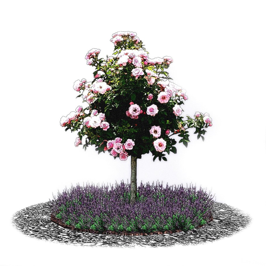 Плакучая штамбовая роза