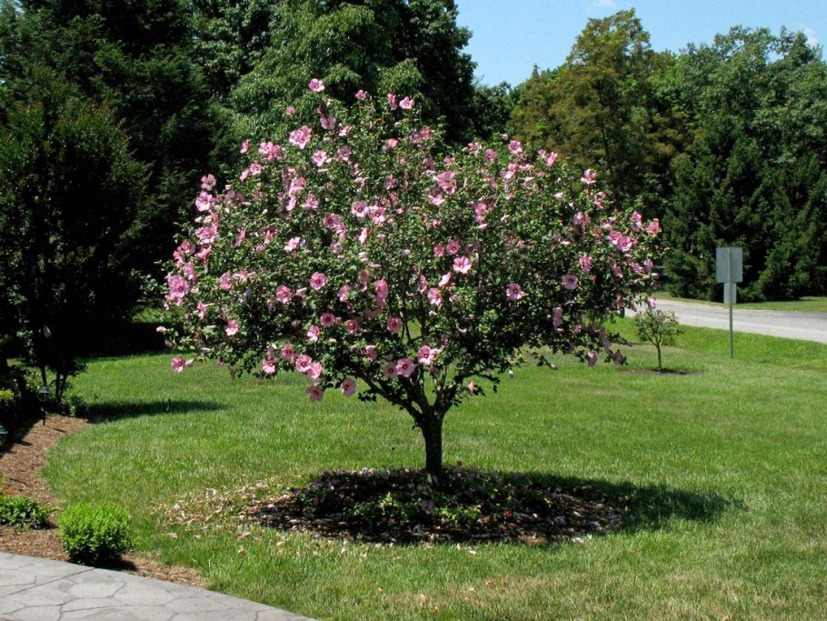 Гибискус дерево