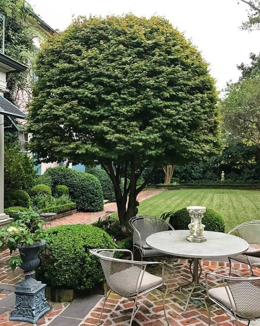 Ива шаровидная ниваки