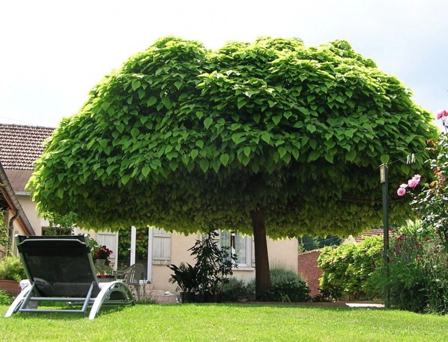 Катальпа бигнониевидная Нана на штамбе