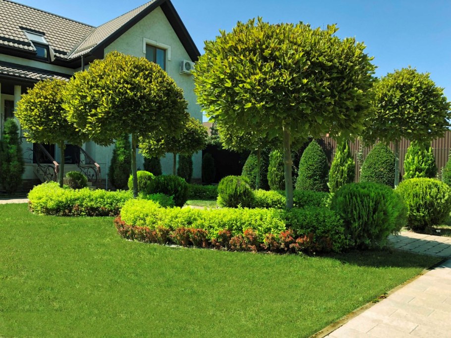 Низкорослые деревья для озеленения