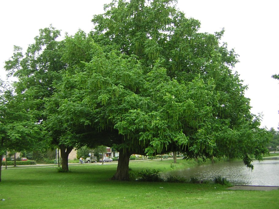 Солитер дерево