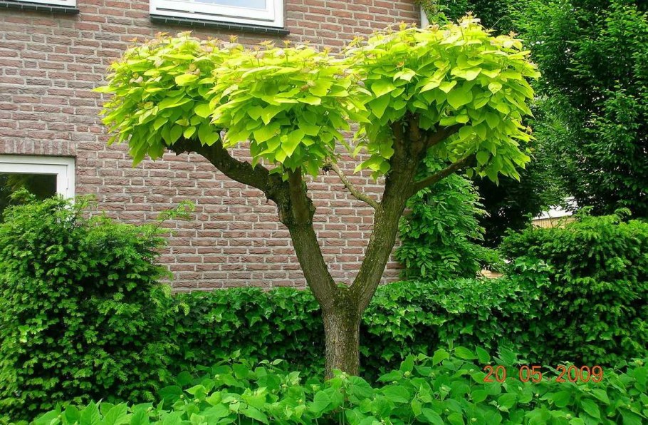 Катальпа бигнониевидная Ауреа