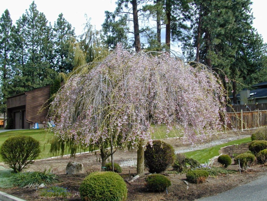 Ива цельнолистная Пендула