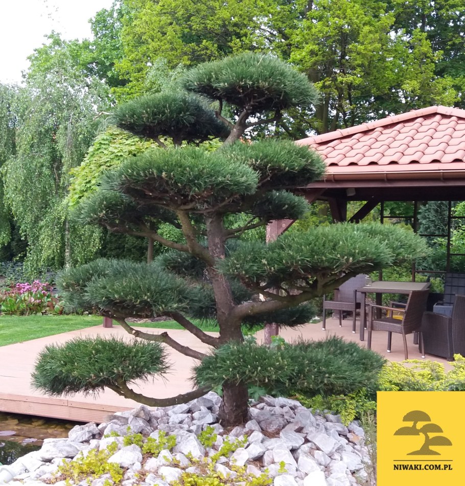 Сосна Горная Гном ниваки