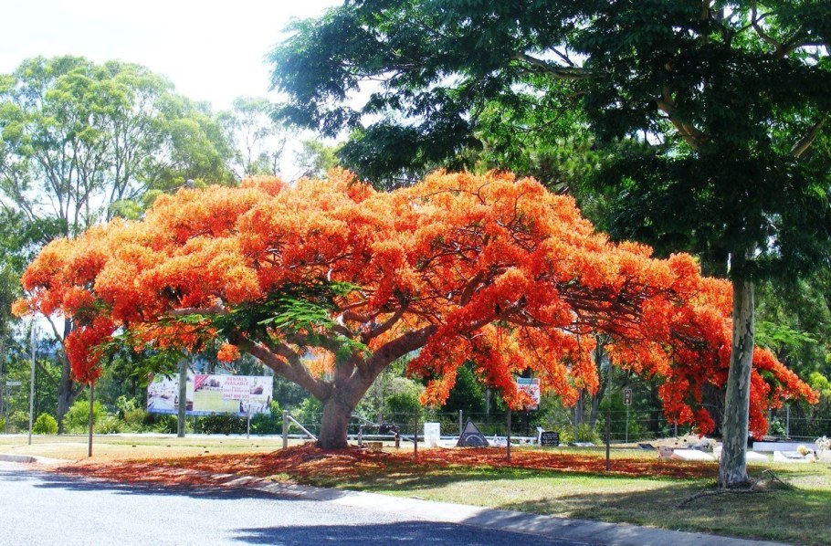 Делоникс баобабовый