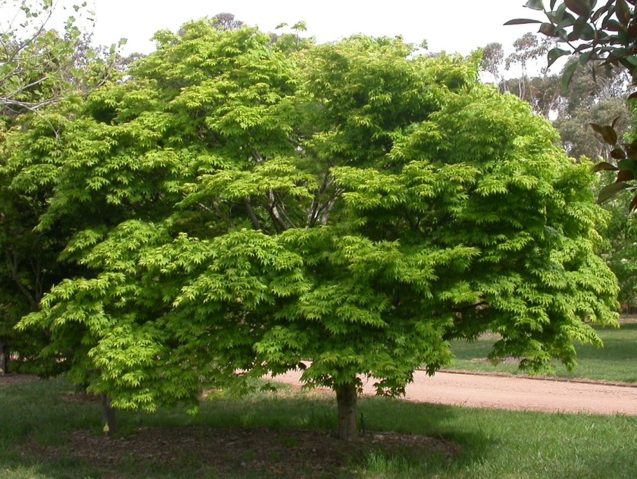 Клен змеекорый