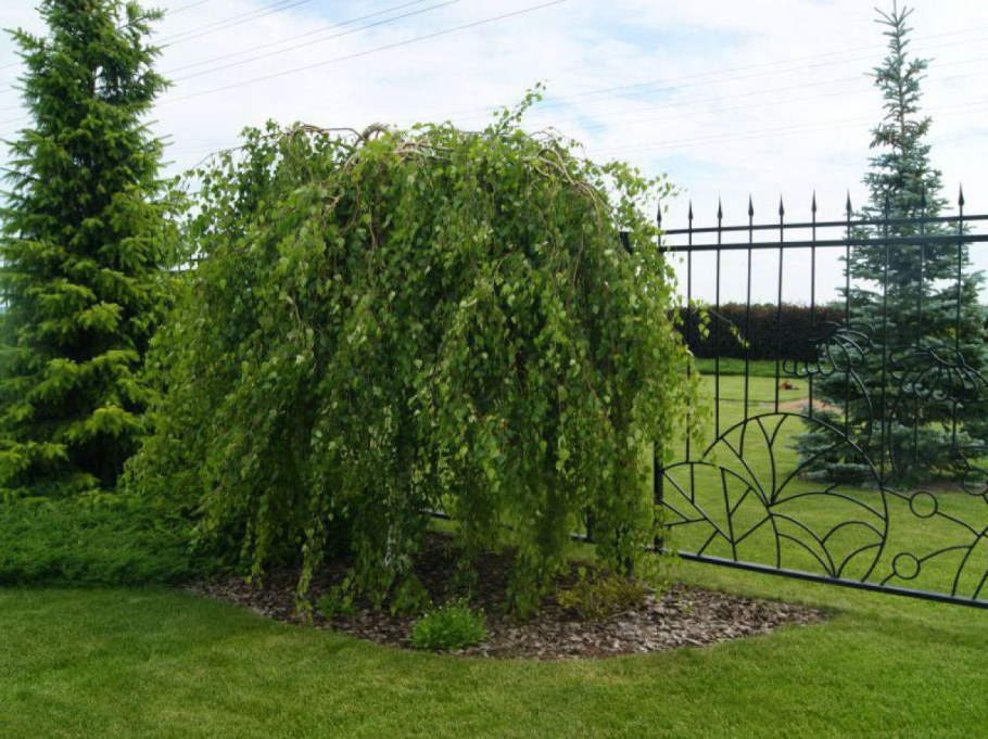 Береза повислая Юнги