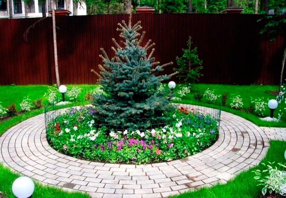 Хвойные солитеры