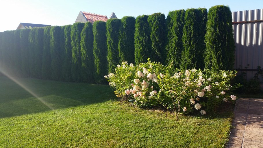 Туя Западная Брабант Живая изгородь