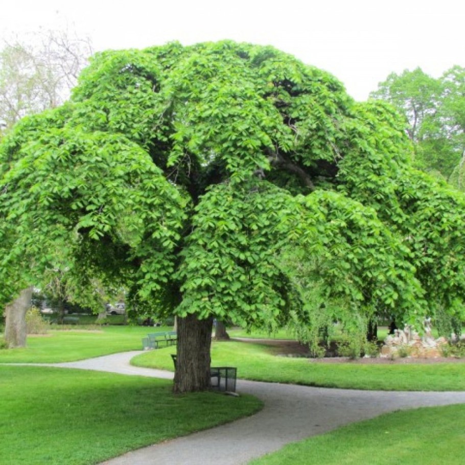 Вяз шершавый (Ulmus glabra)
