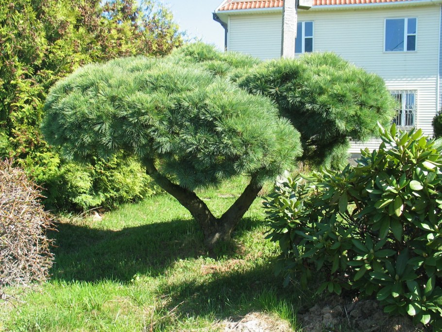 Сосна Горная ниваки