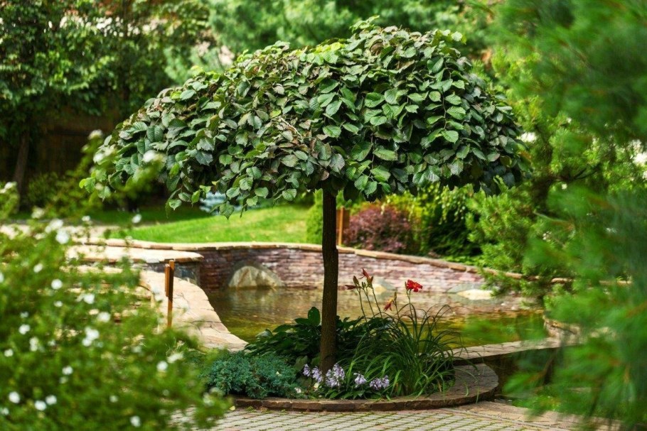 Вяз шершавый Кампердоуни