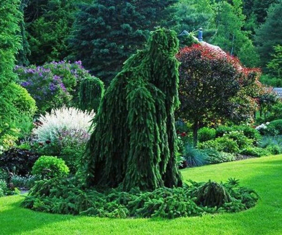 Ель плакучая Инверса