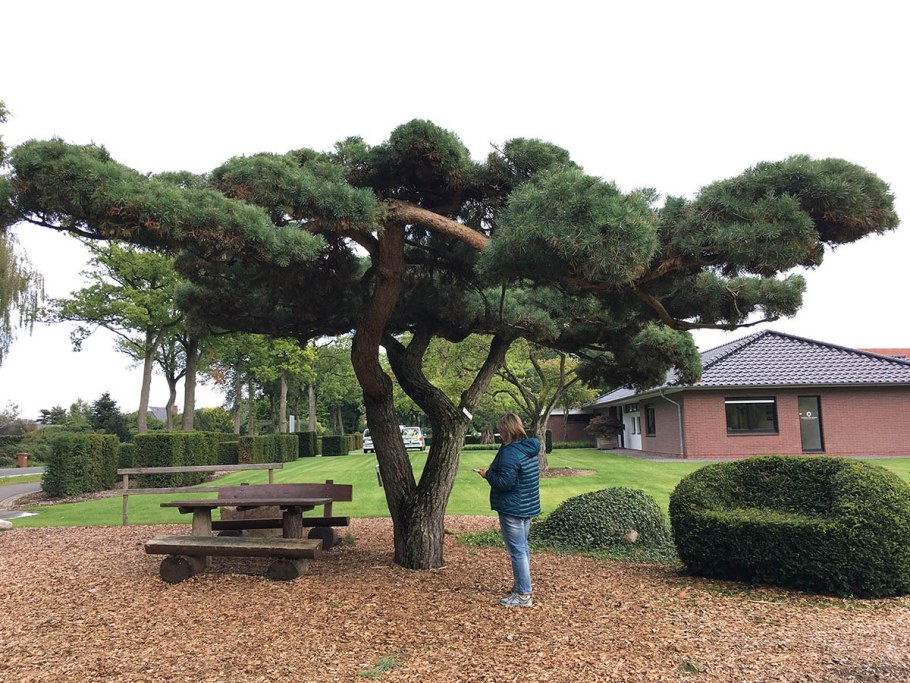 Можжевельник казацкий ниваки