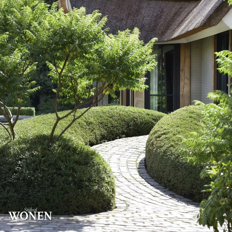 Спирея японская геопластика