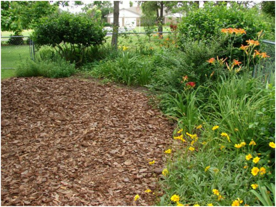 Щепа сосны для мульчирования