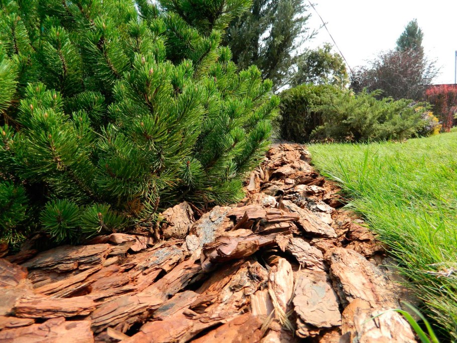 Мульча Сосновая кора