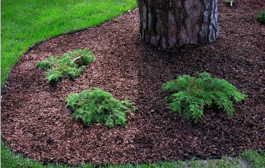 Клумба мульчирование сосновой корой
