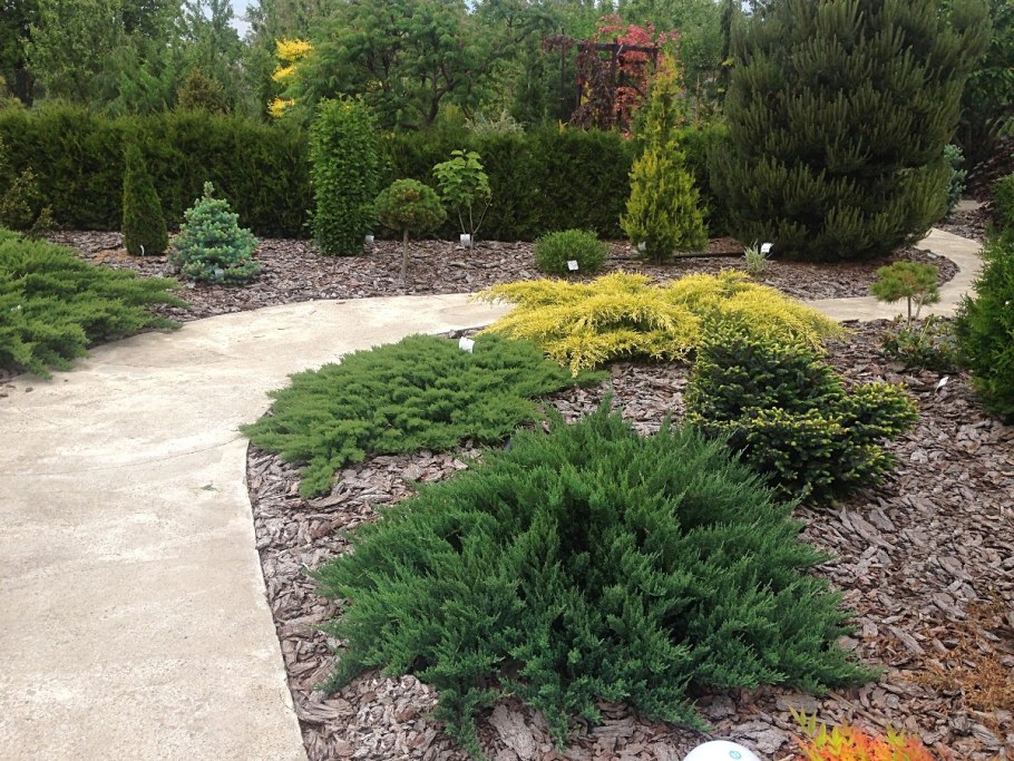 Мульчирование хвойников хвоей