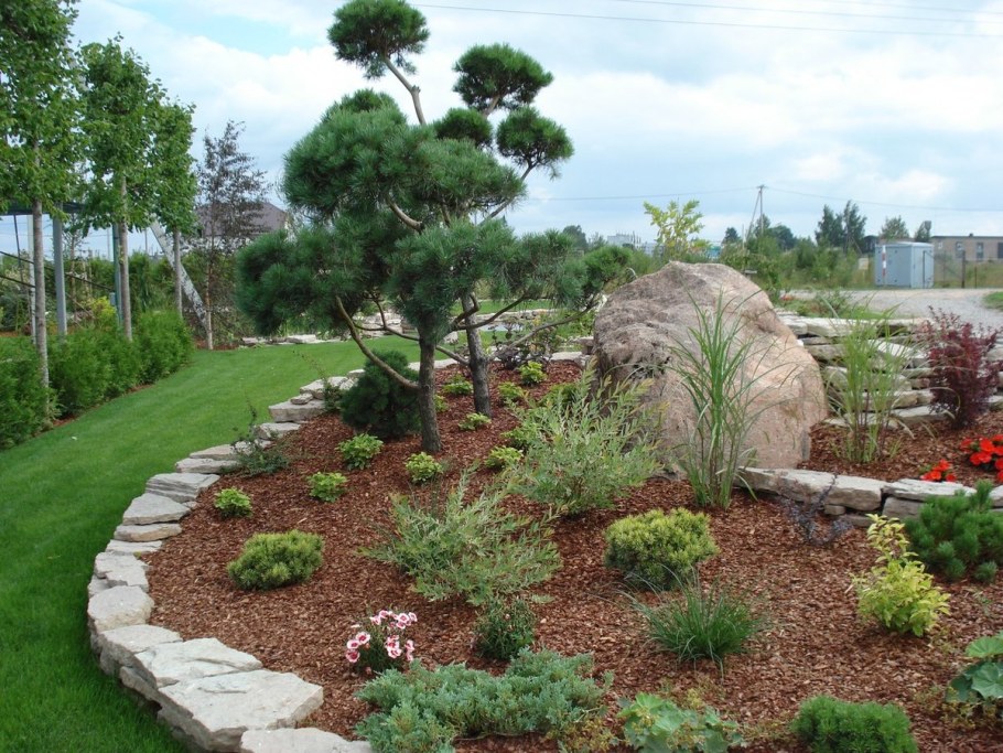 Хвойники замульчированные корой