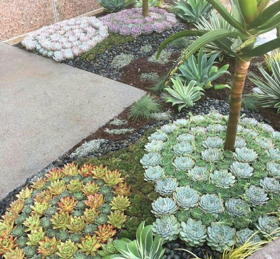 Камнеломка каменная роза