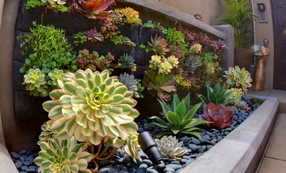 Седум Очиток каменная роза