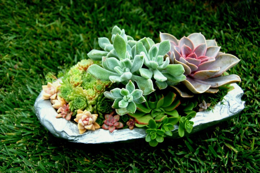 Седум Очиток каменная роза