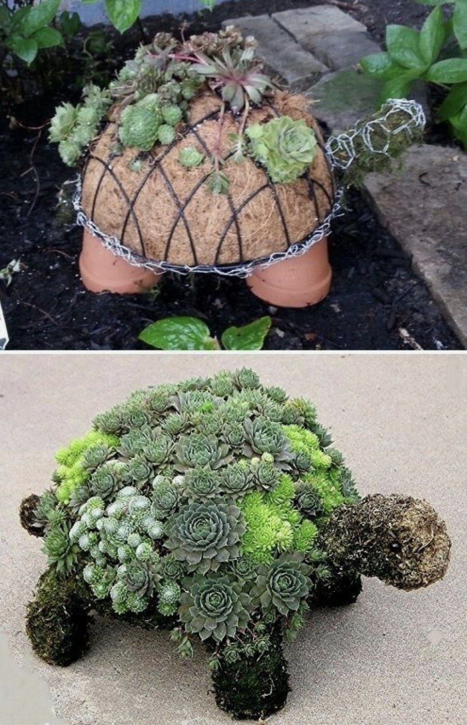 Седум Очиток каменная роза