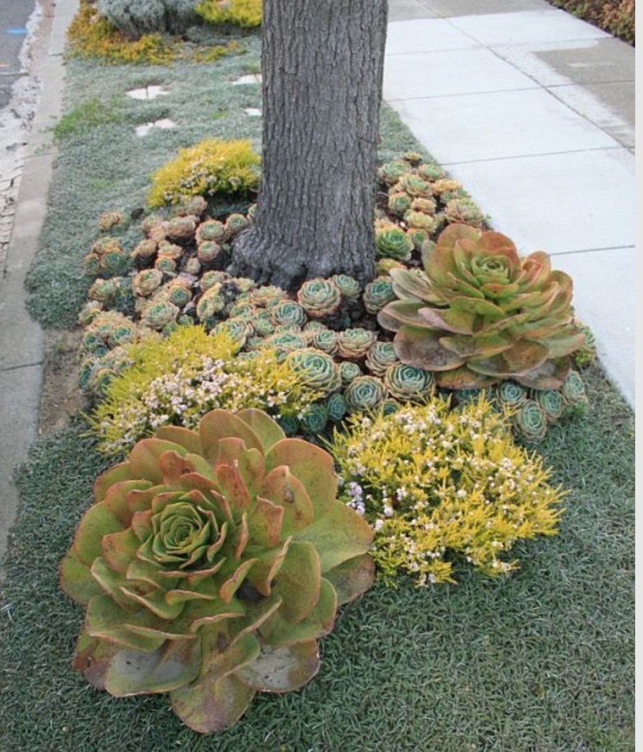 Эониум каменная роза