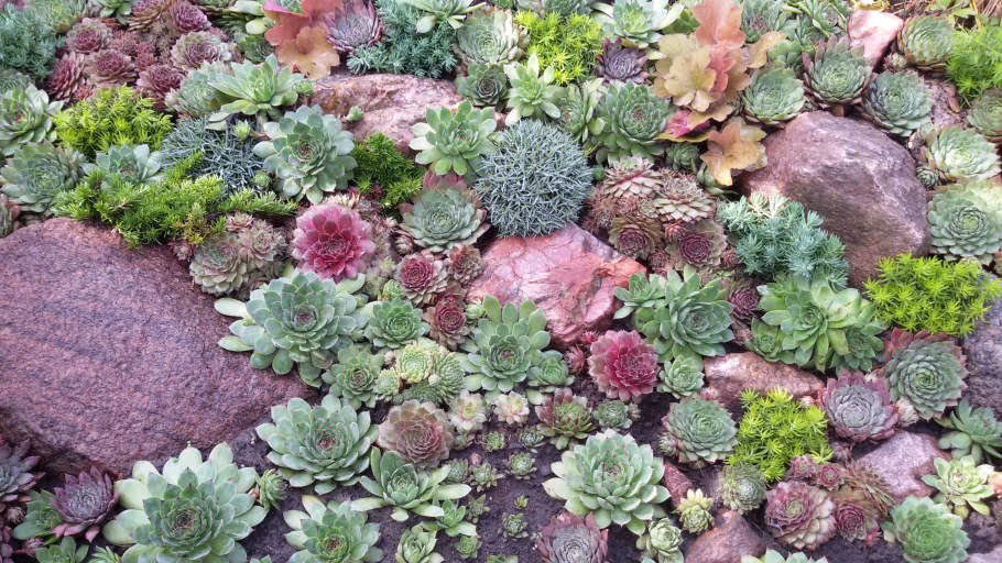 Молодило живучка