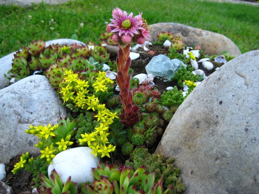 Альпийская горка с каменной розой молодило