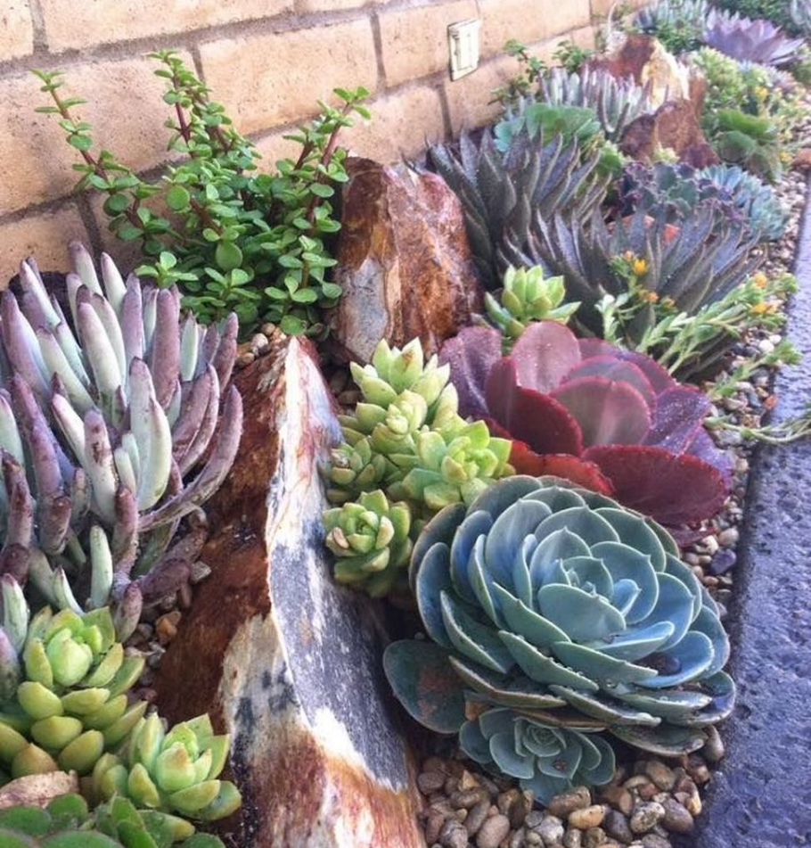 Суккуленты молодило малахит