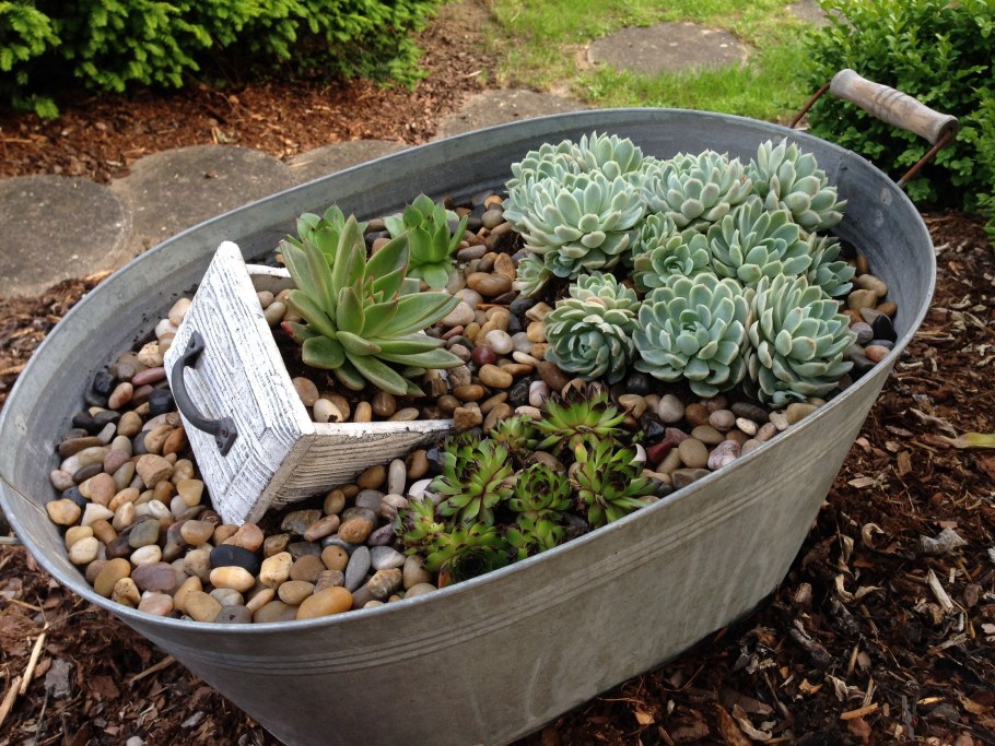 Молодило гипертуф