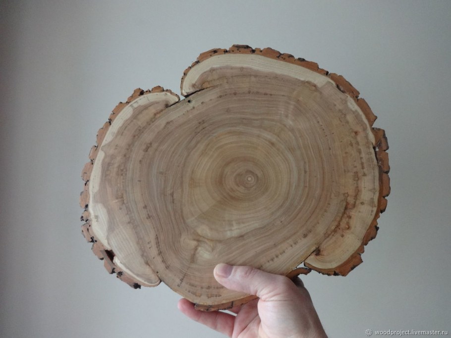 Спил древесины ясеня