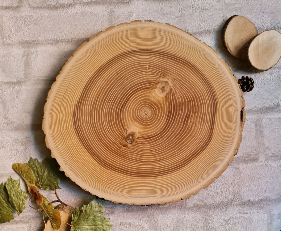 Ясень дерево спил дерева