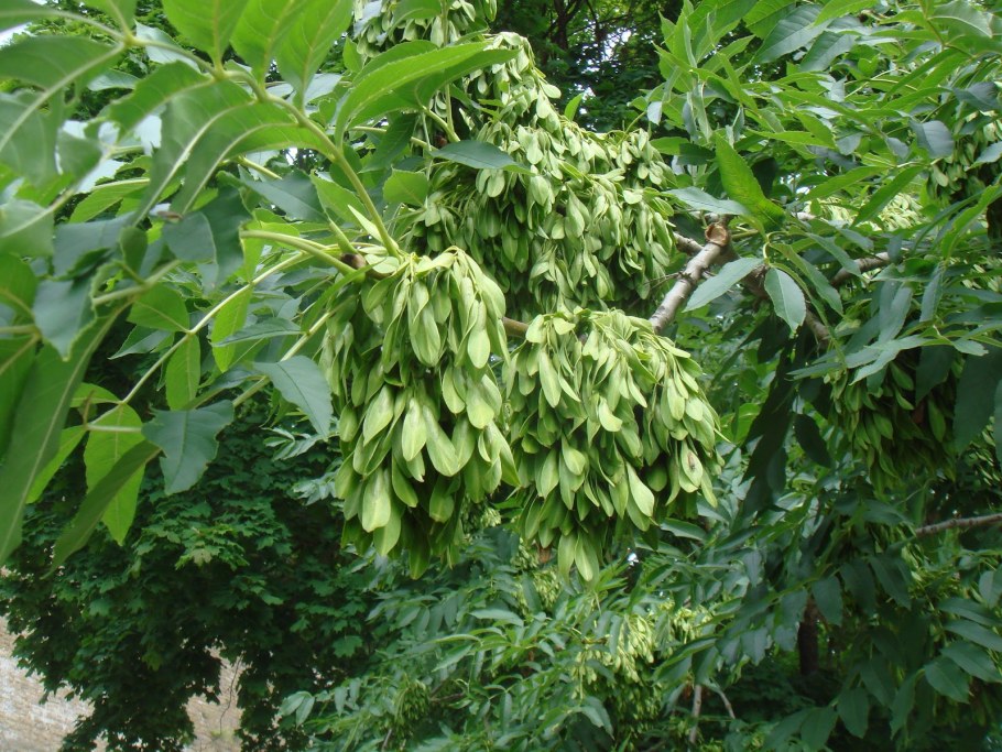 Ясень обыкновенный Fraxinus Excelsior
