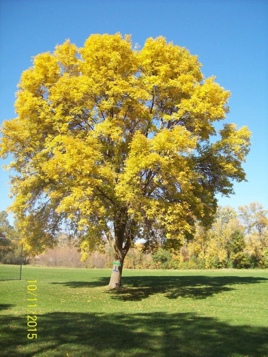 Ясень обыкновенный Яспидея