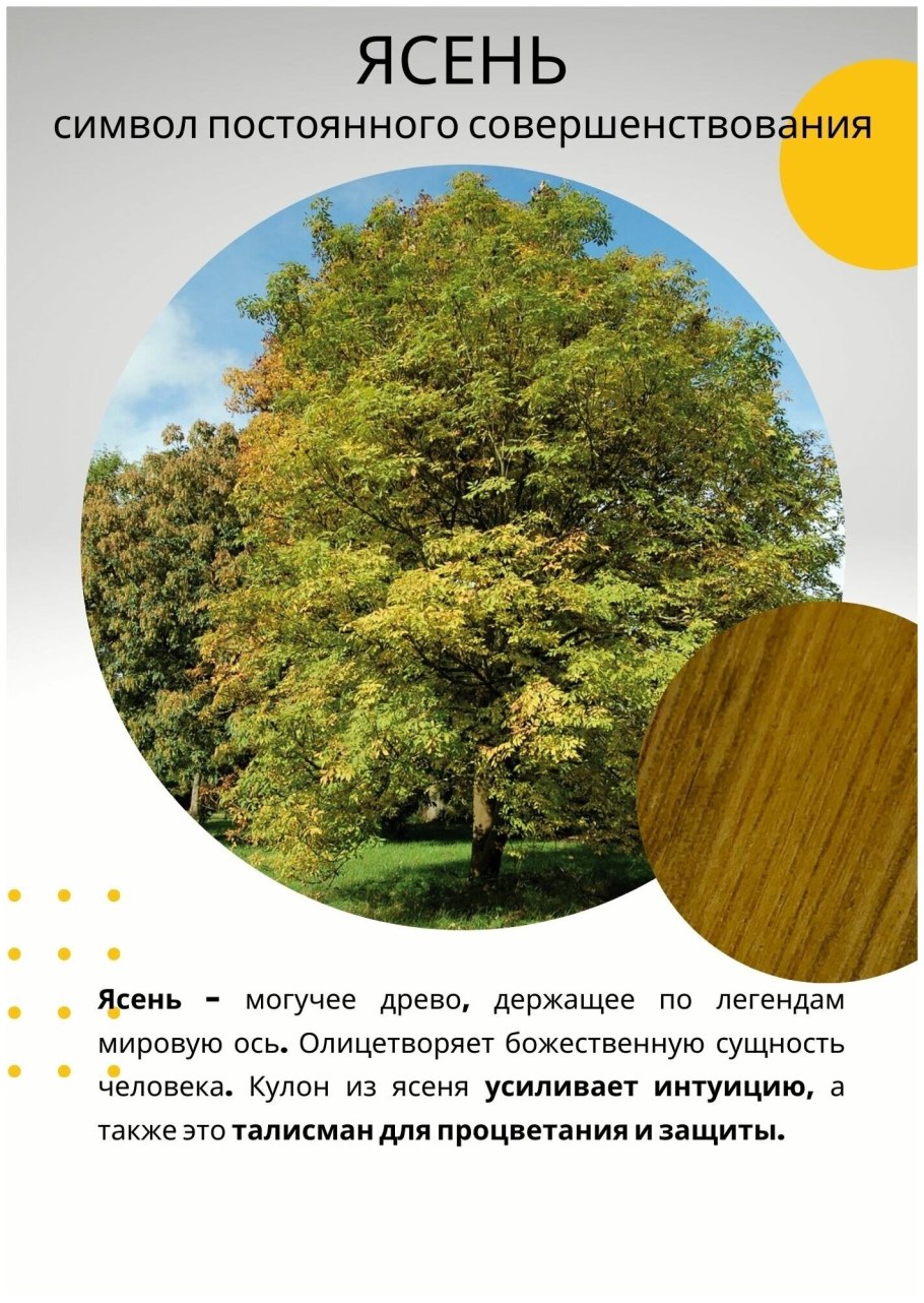 Ясень древесина характеристики