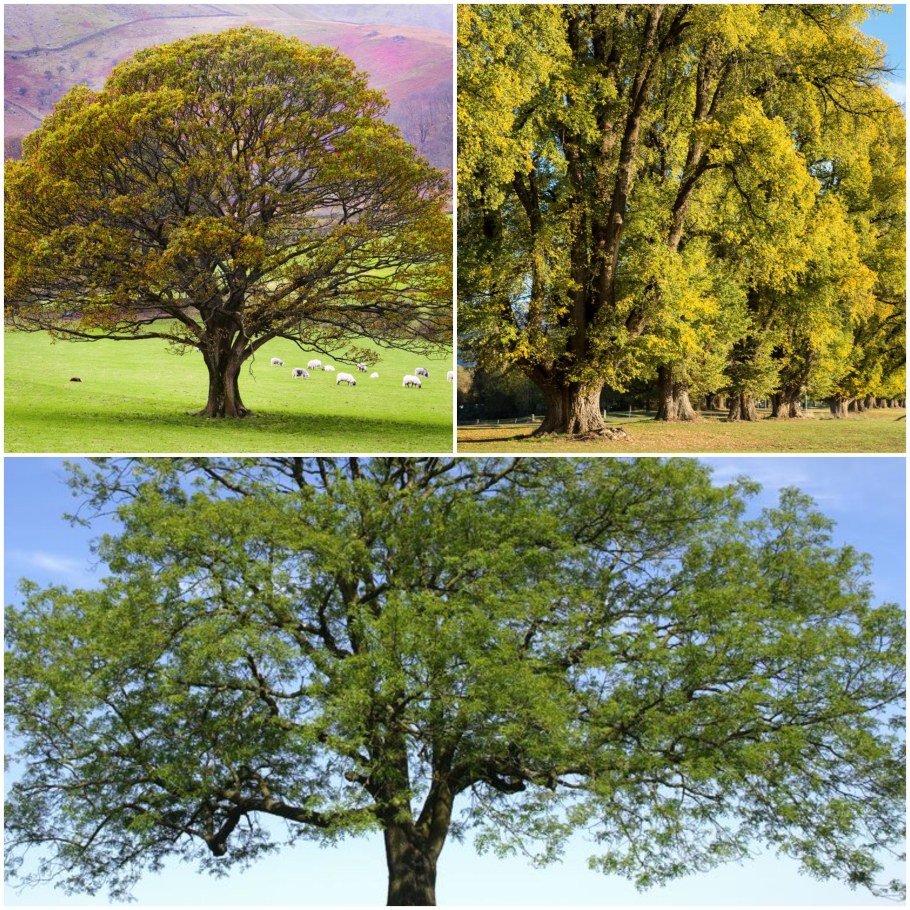 Дуб ясень дерево