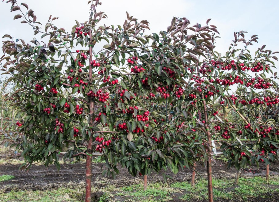 Яблоня декоративная Маковецкий