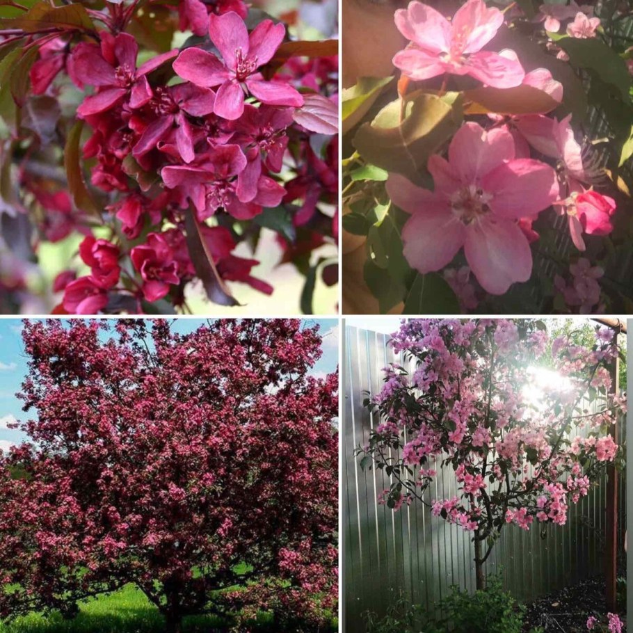 Яблоня Хелена Недзвецкого