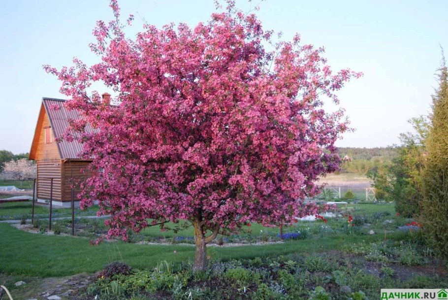 Яблоня краснолистная Недзвецкого