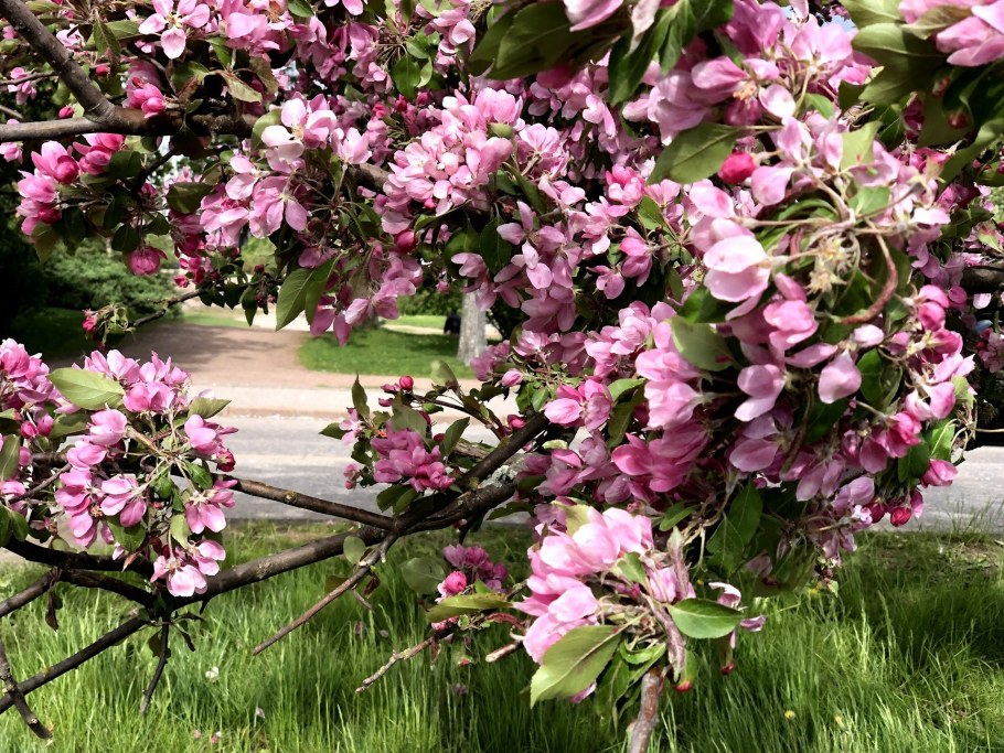 Яблоня Саржента