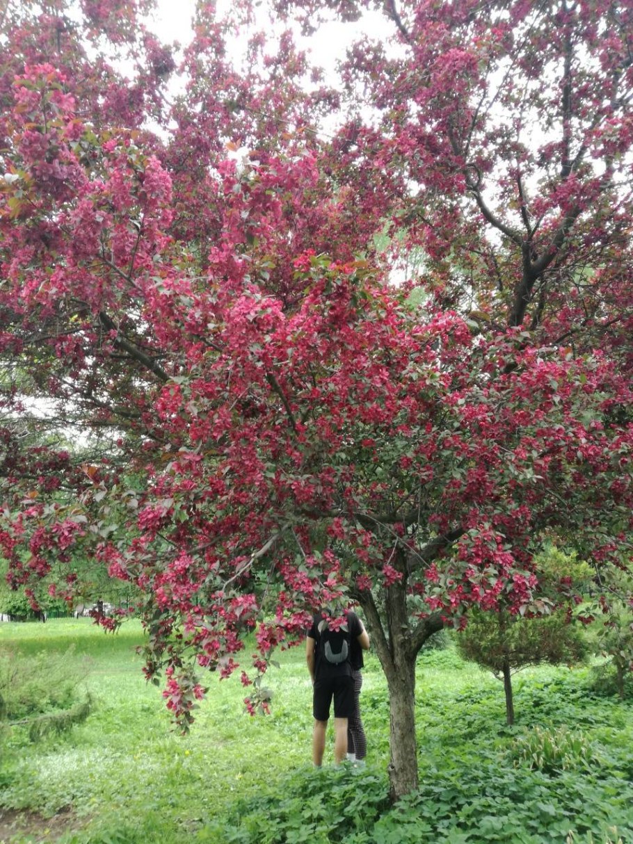 Яблоня Хелена Недзвецкого