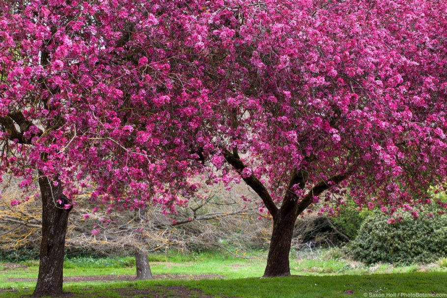 Яблоня Malus ‘Liset’