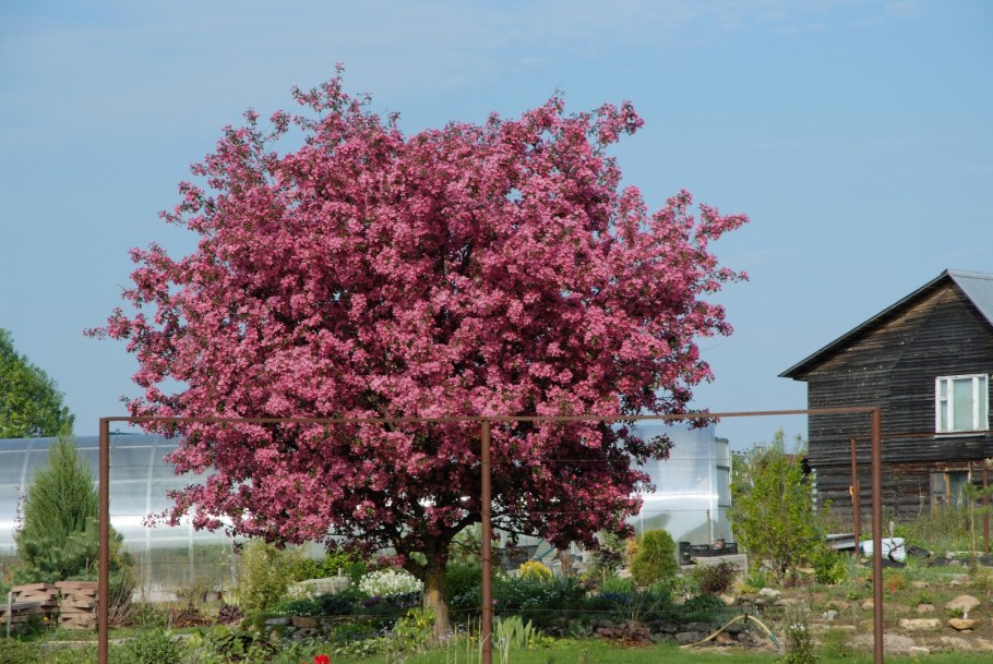 Яблоня Рудольф