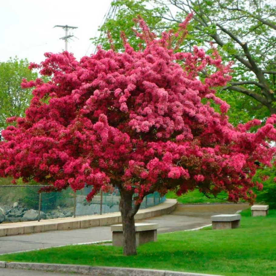 Яблоня краснолистная Недзвецкого