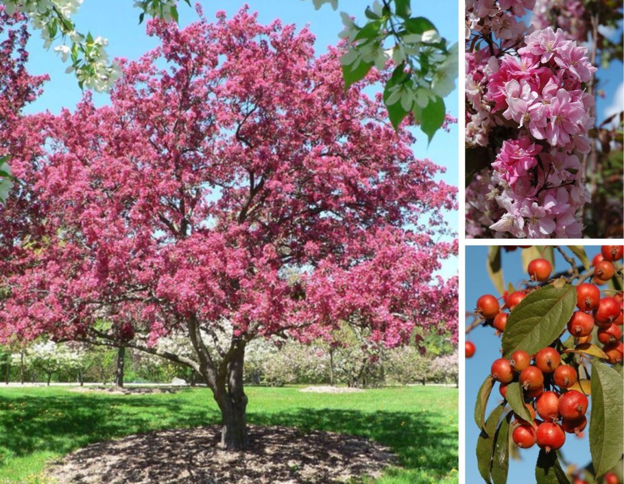 Яблоня краснолистная Рудольф